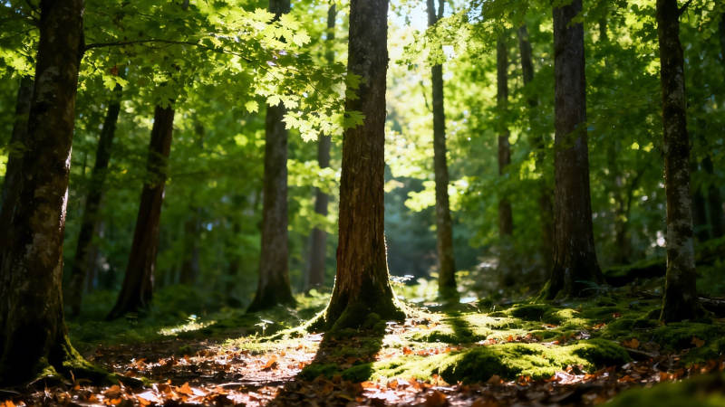 阳光穿透林间 静谧森林小径图片