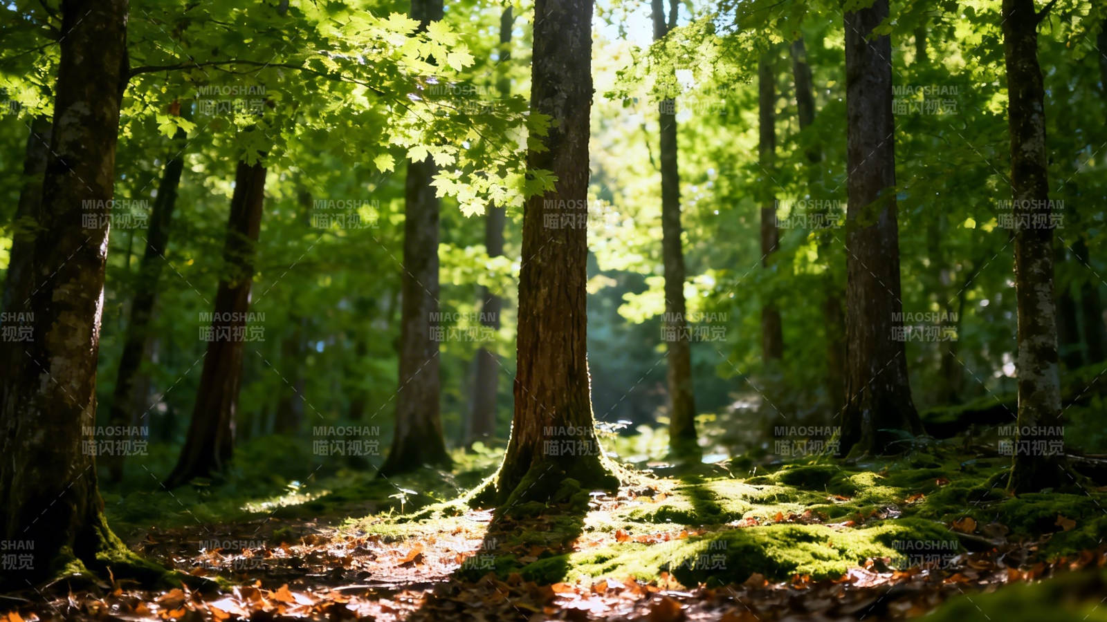 阳光穿透林间 静谧森林小径图片