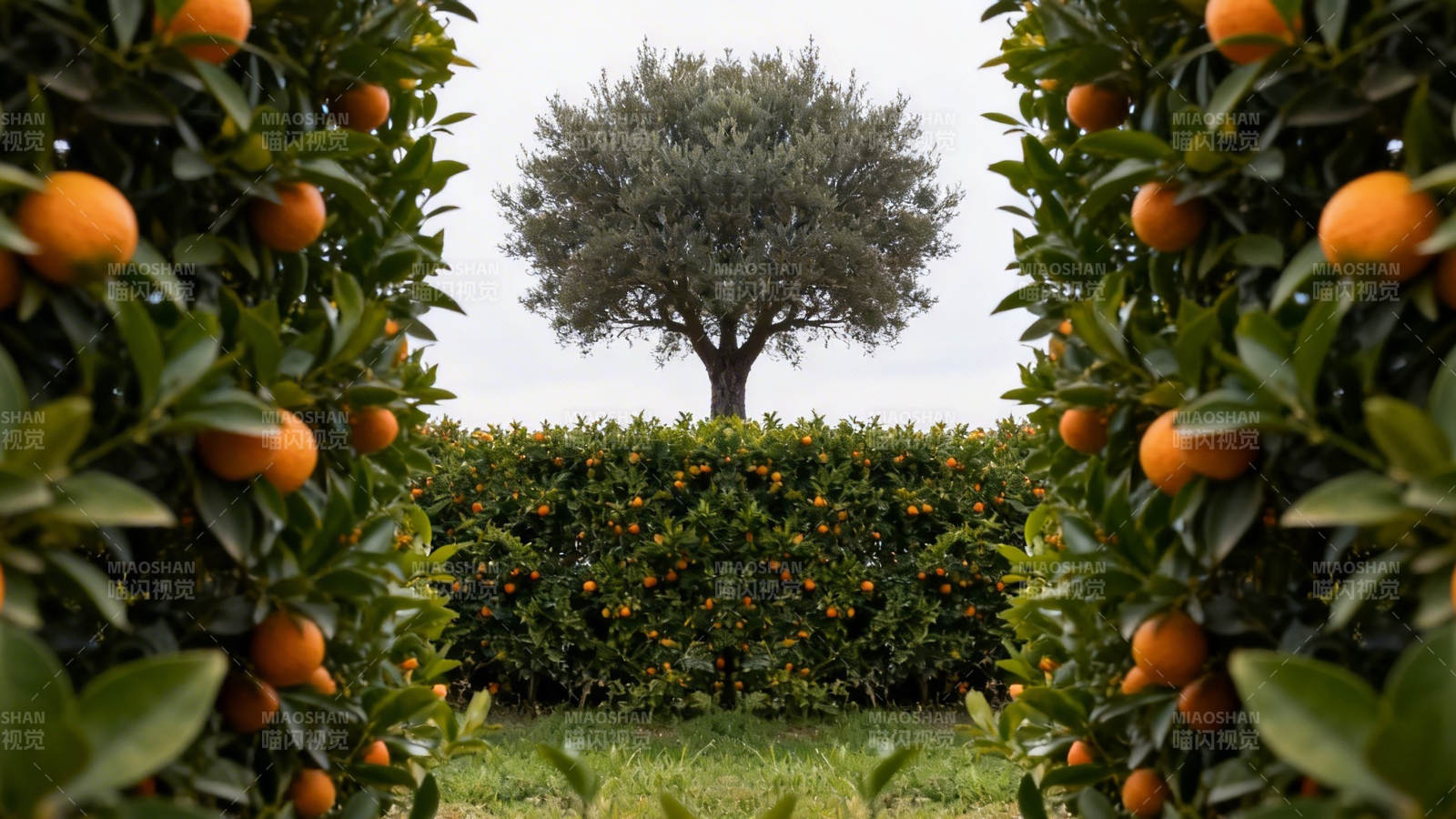 橙园深处的橄榄树图片