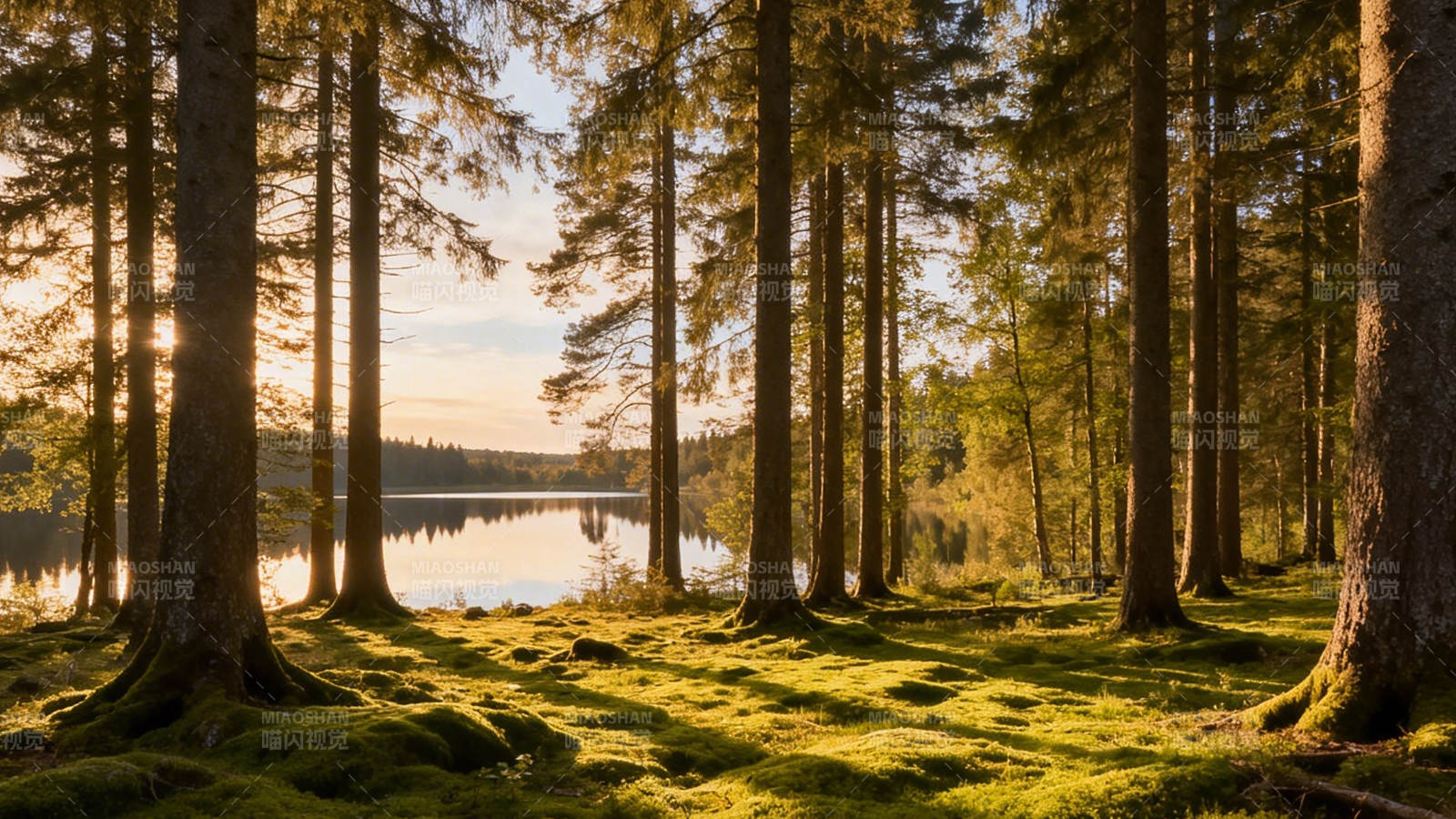 林间晨光 湖影静谧图片