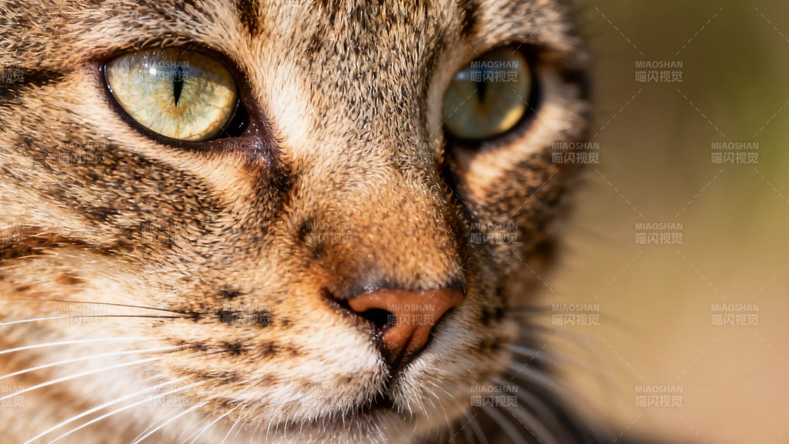 虎斑猫凝视 眼神锐利温柔图片