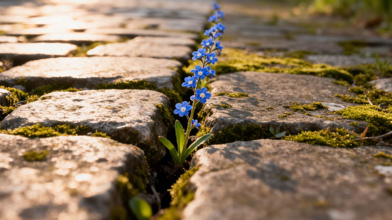 石缝蓝花 生机盎然图片