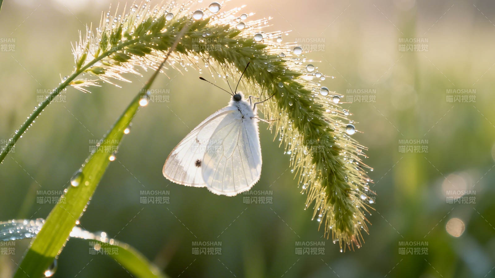 晨露蝶影 草尖轻舞图片