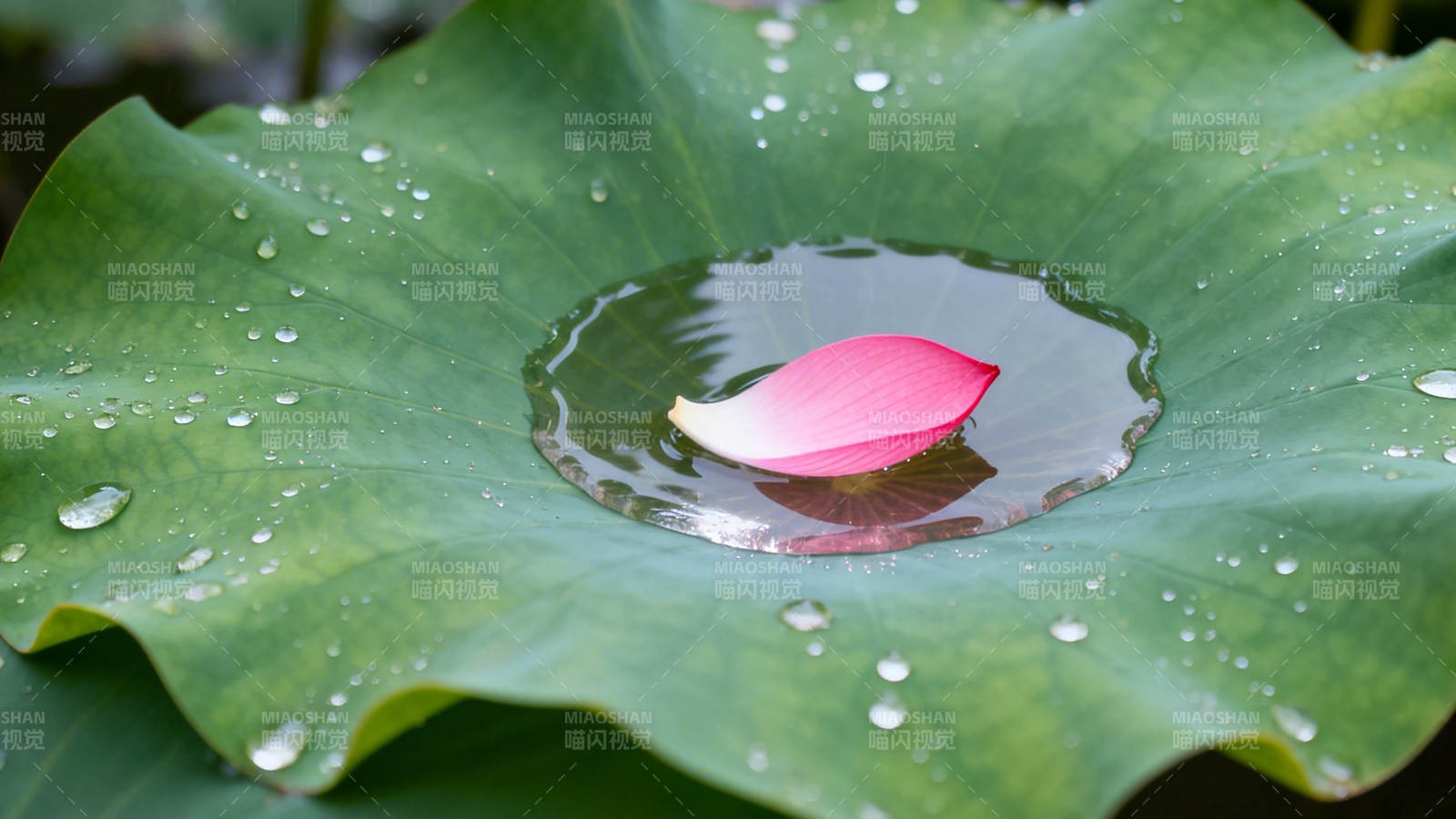 荷叶承露 粉瓣浮心图片