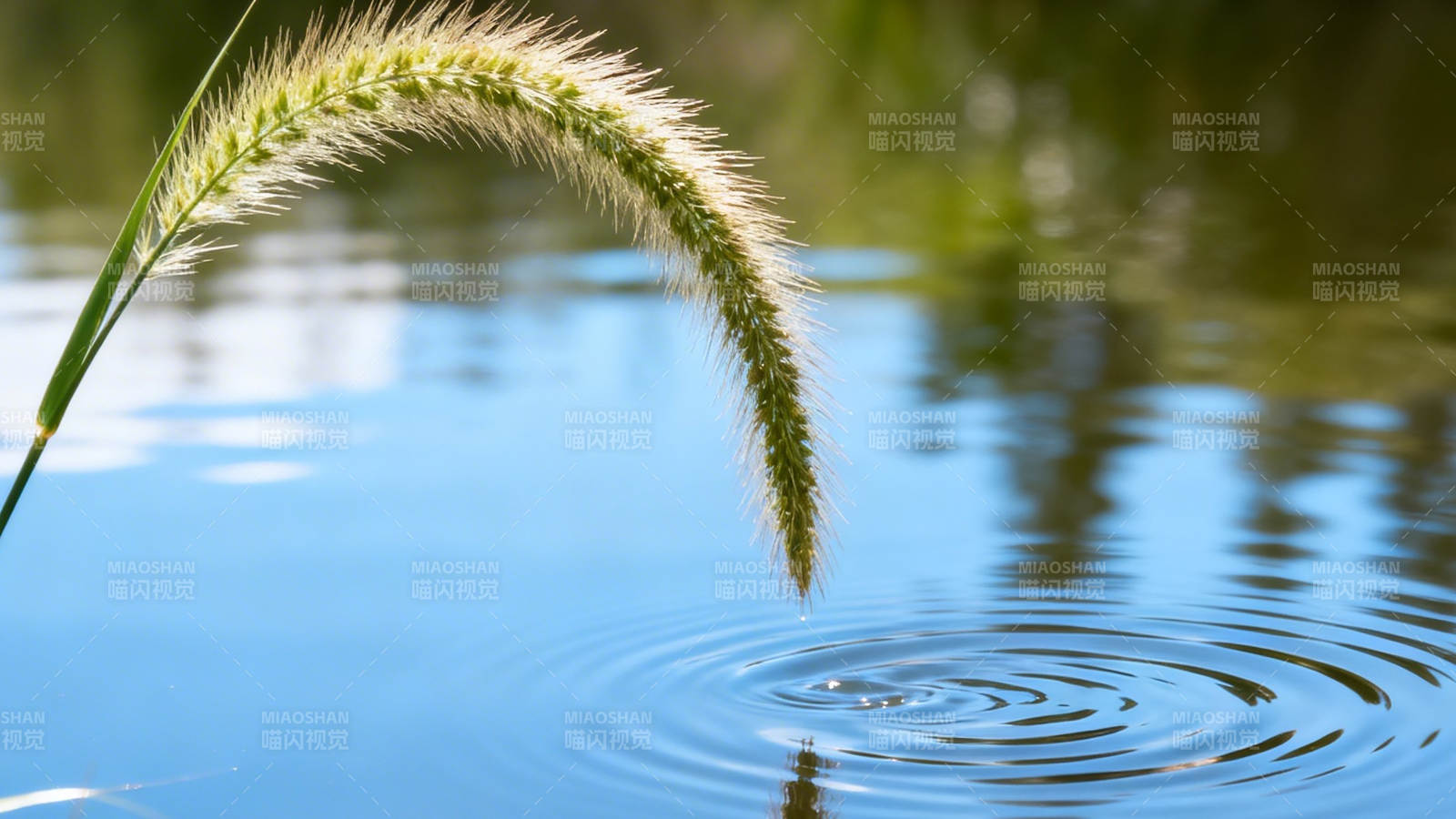 草尖轻触水面 涟漪荡漾图片