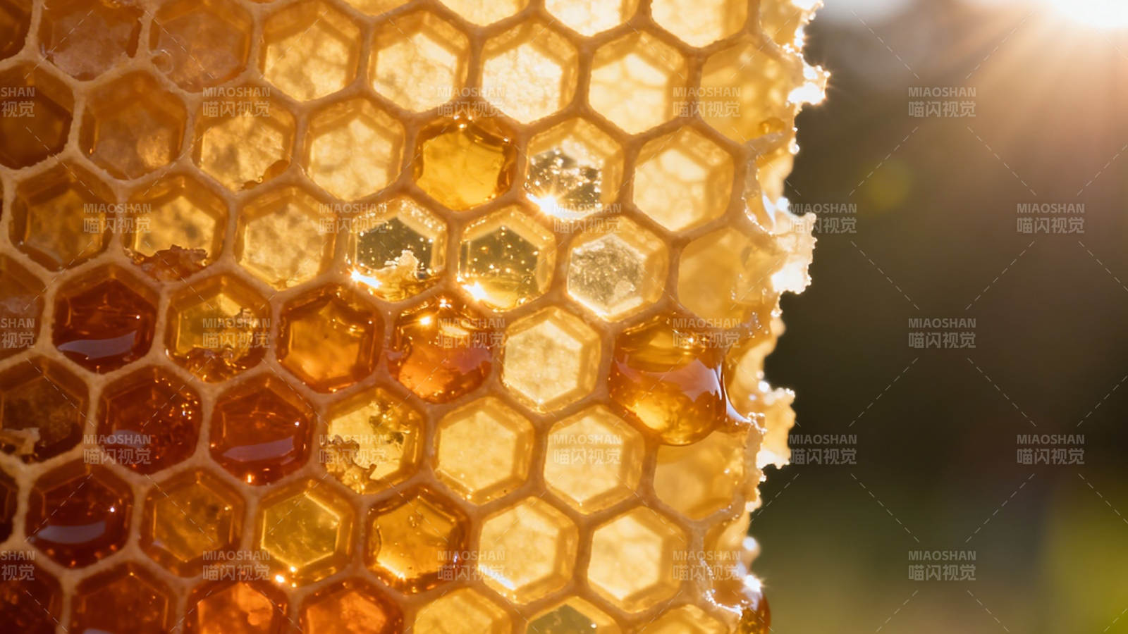 阳光下的蜂巢蜜滴特写图片