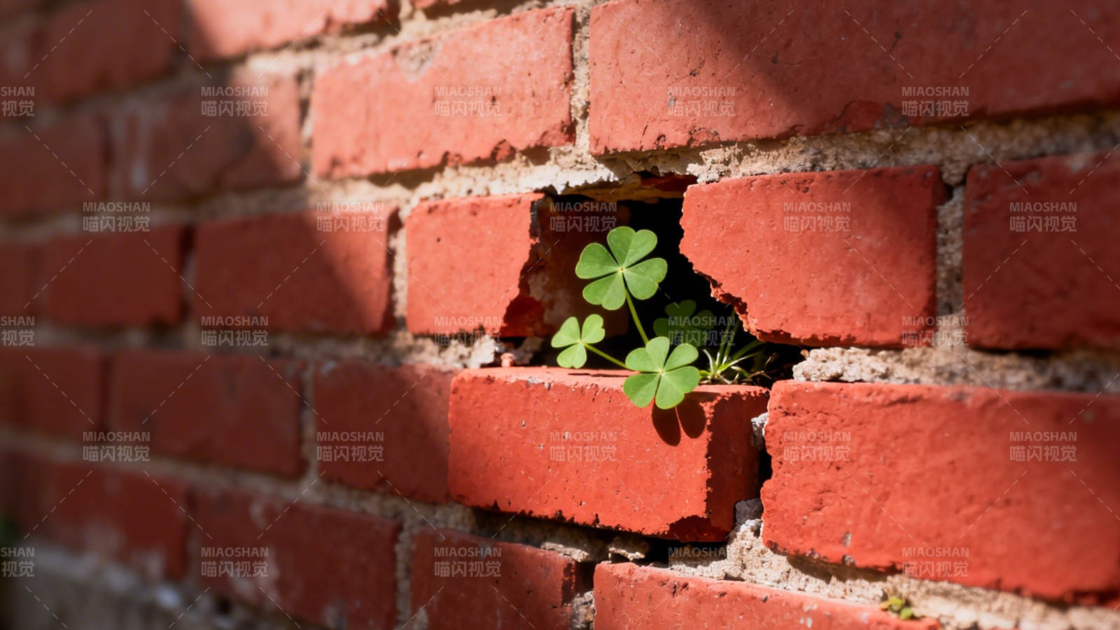 砖缝生绿意 顽强小生命图片