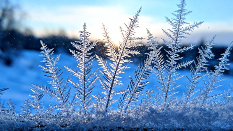 霜花映晨光 冬日静美如画图片