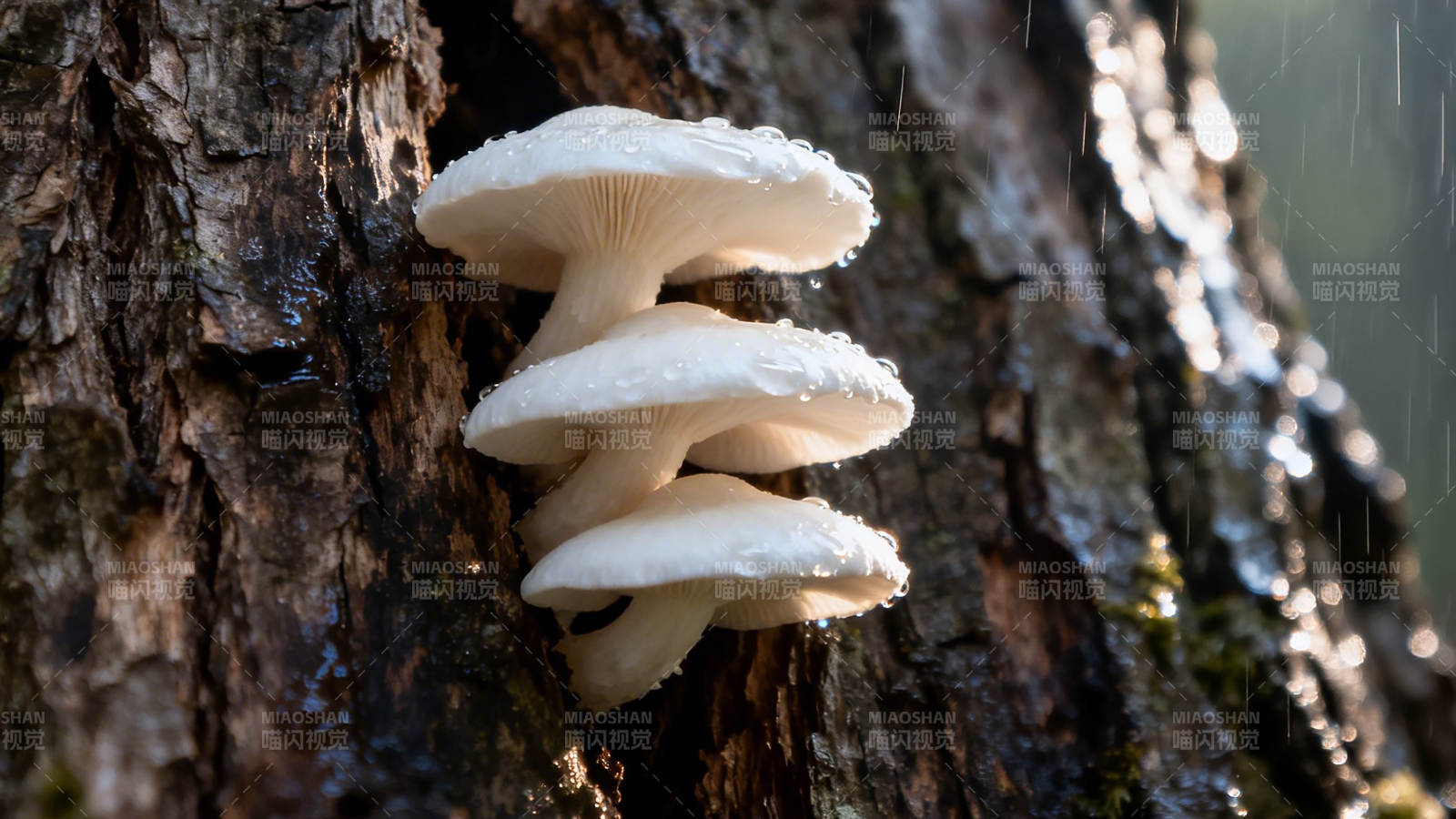 树干上的白色蘑菇群图片