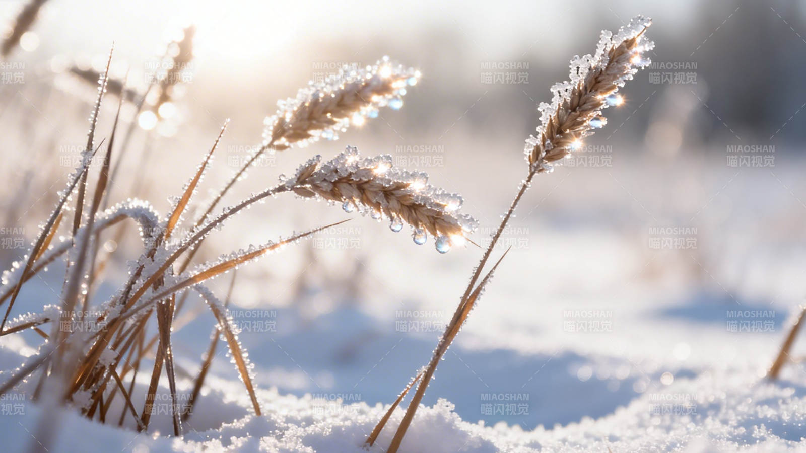 霜雪覆麦穗 晨光映冬野图片