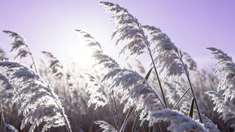 霜染芦苇 晨光如梦图片