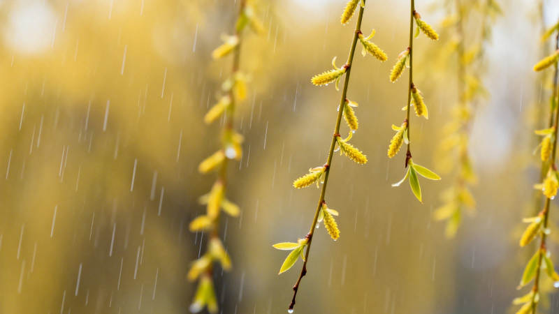 春雨润柳芽 嫩黄垂丝柔图片