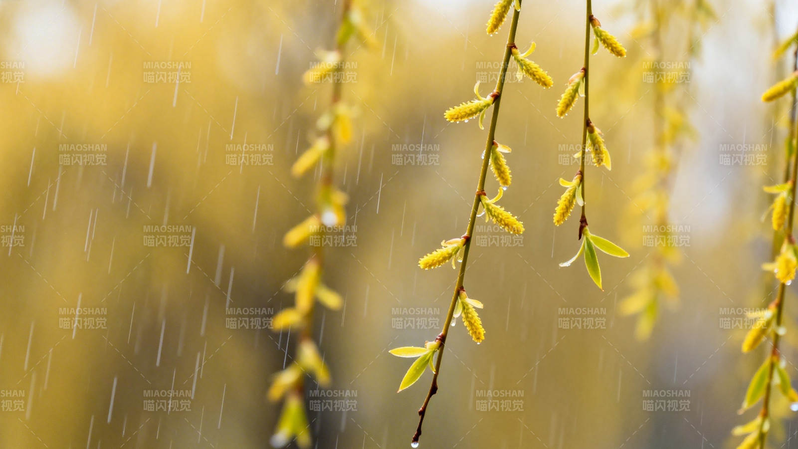 春雨润柳芽 嫩黄垂丝柔图片