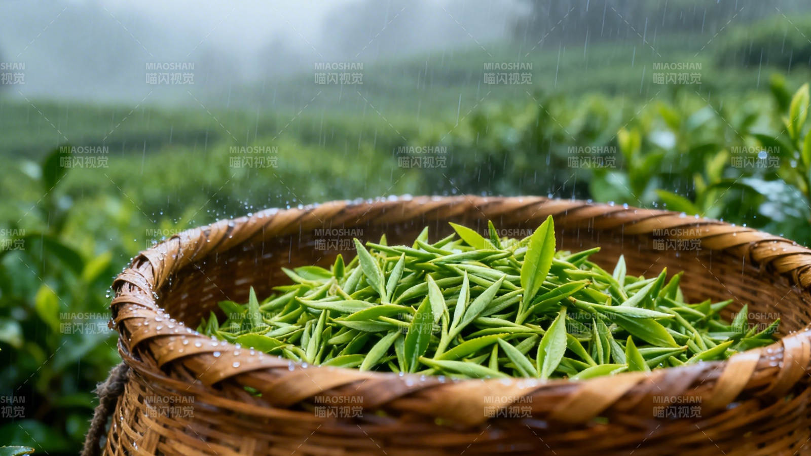 雨中采茶 鲜叶满篮香图片