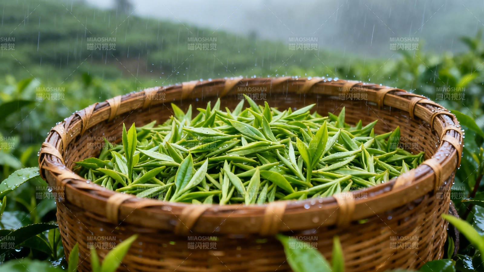 雨中采茶 鲜叶满篮图片