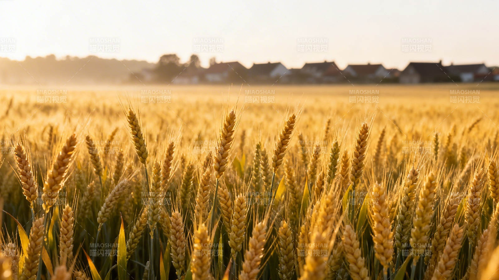 金色麦浪映夕阳图片