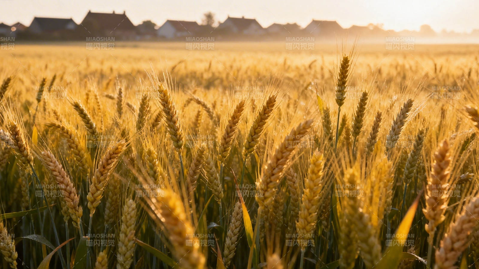 金黄麦浪 夕阳下的丰收田野图片