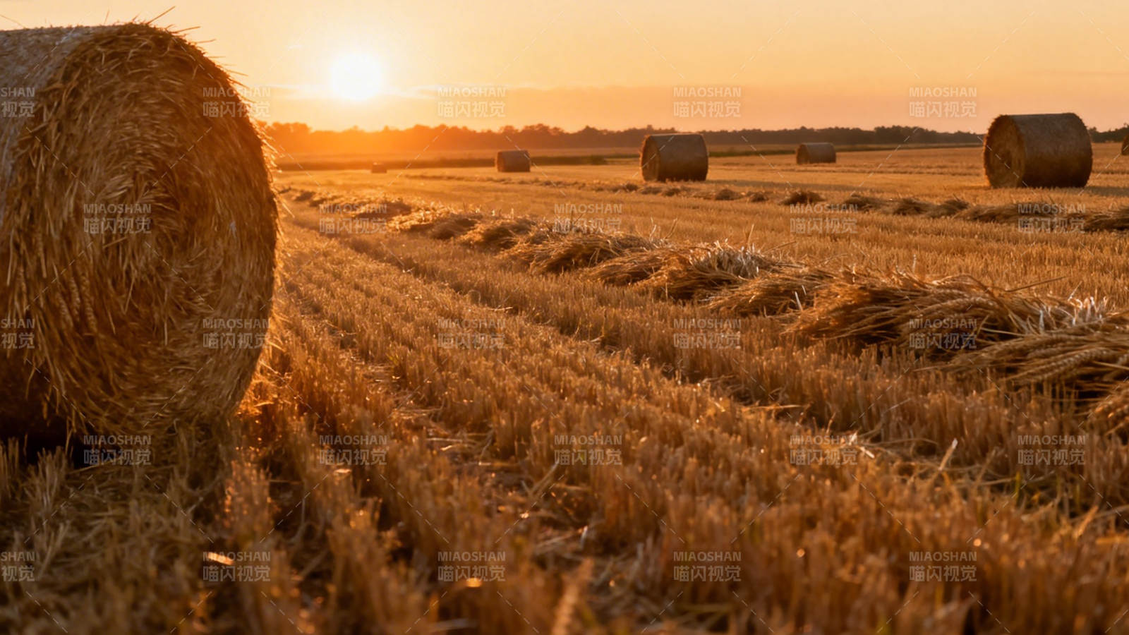 夕阳下的麦田与草垛图片