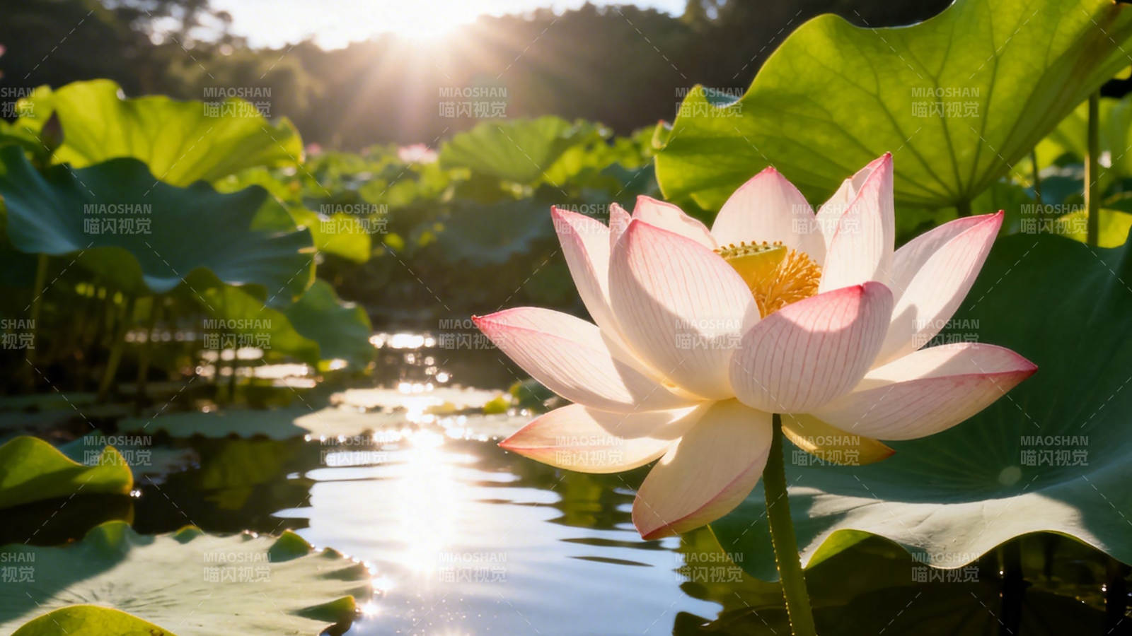 晨光中的粉莲绽放图片