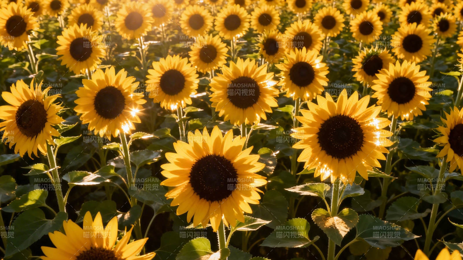 向日葵花海 阳光灿烂图片