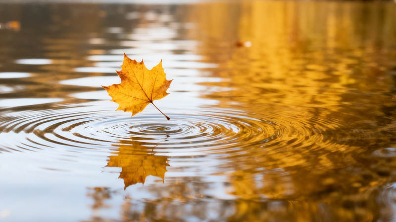 秋叶落水 涟漪映金影图片