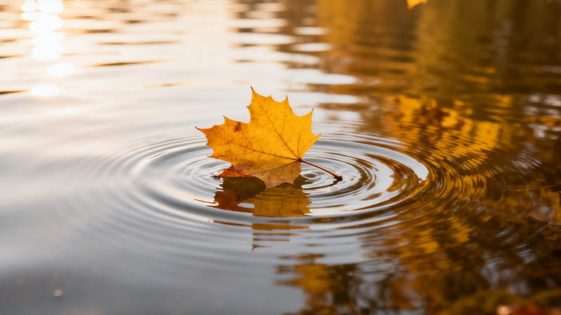 秋叶轻落水波柔图片