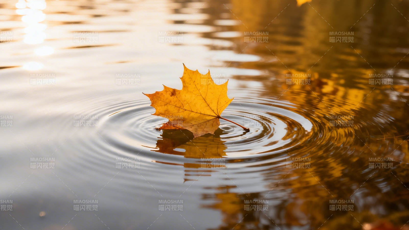 秋叶轻落水波柔图片