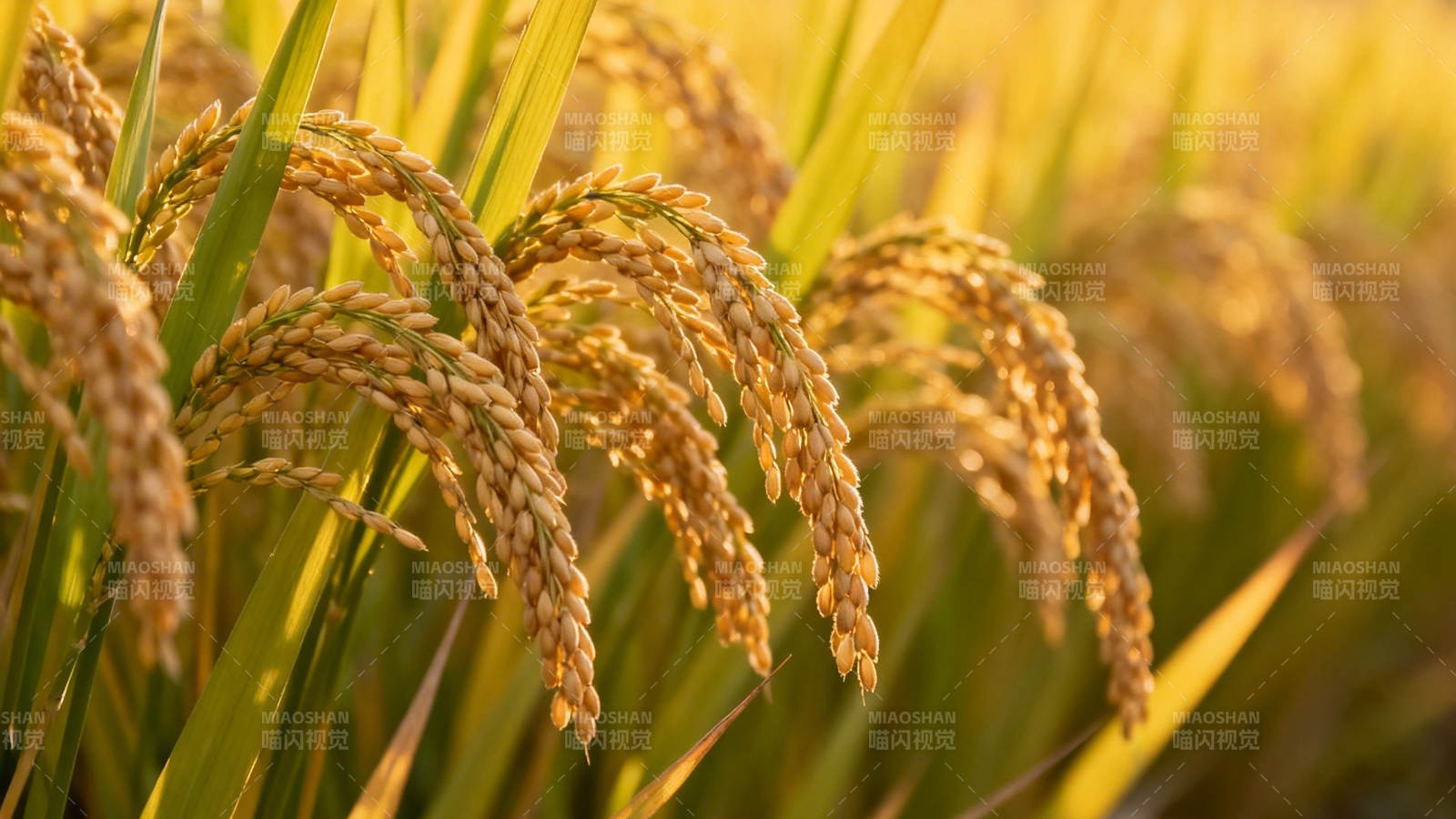 金黄稻穗迎丰收图片