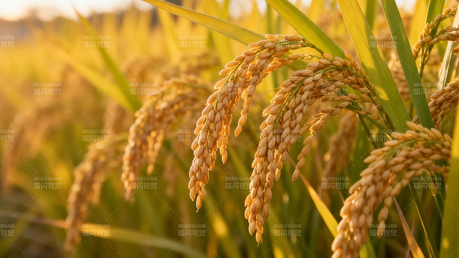 金稻穗 丰收景图片