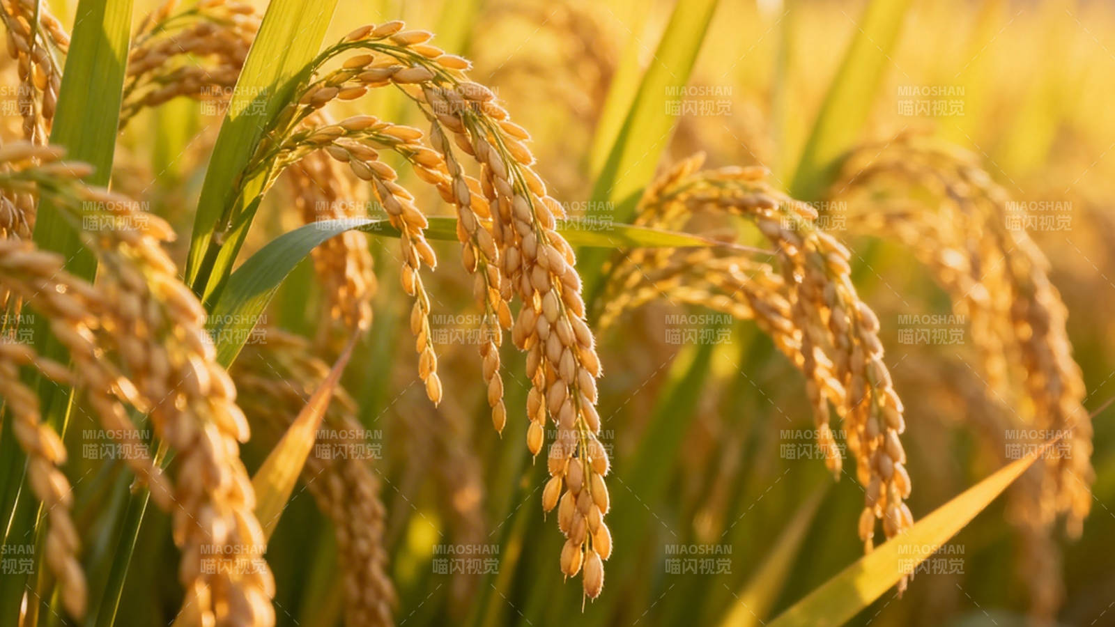 金黄稻穗迎丰收图片