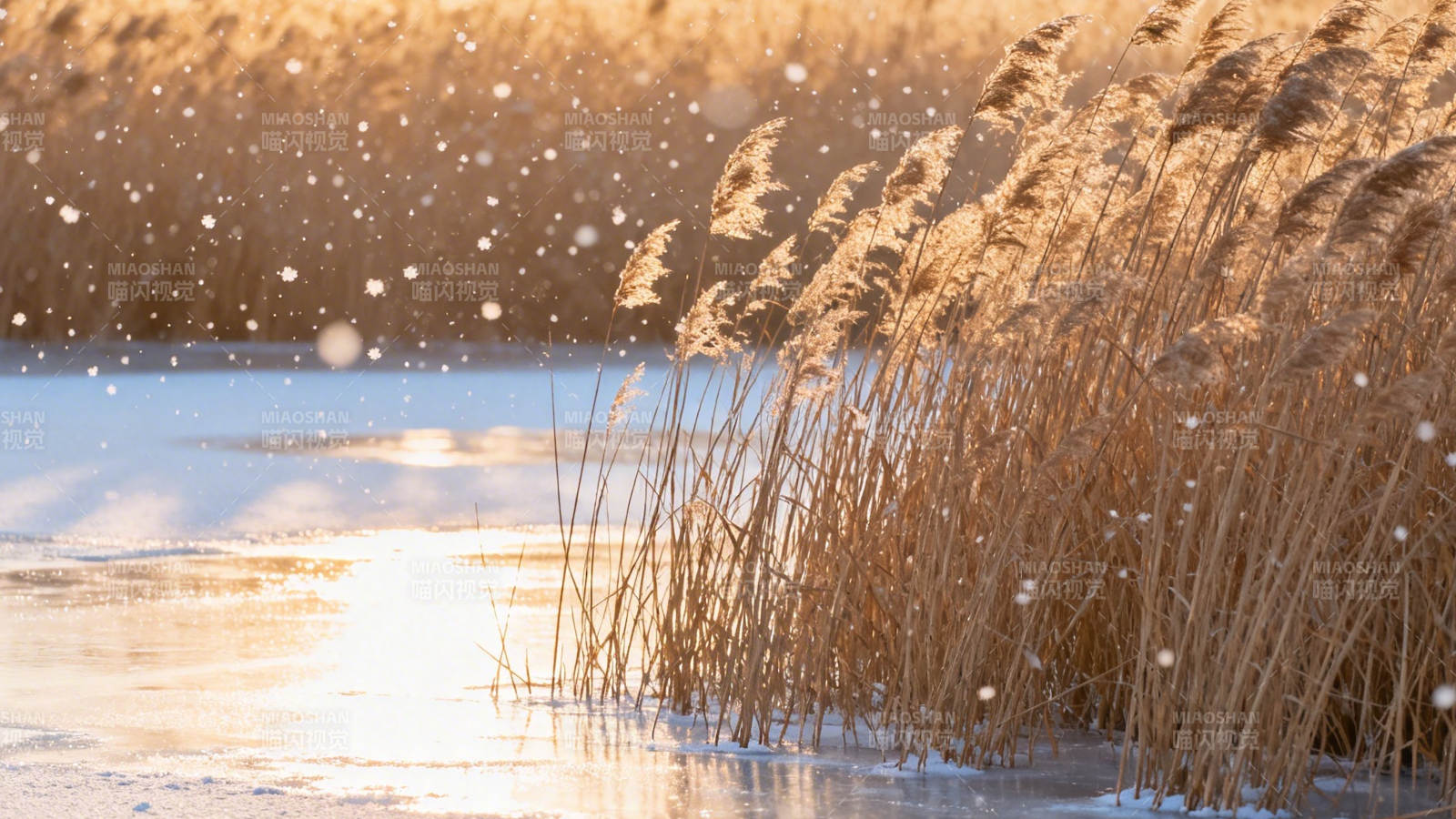 雪落芦苇 暖阳映冰河图片