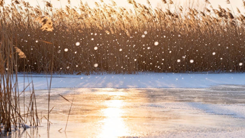 雪落冰湖 芦苇映夕照图片