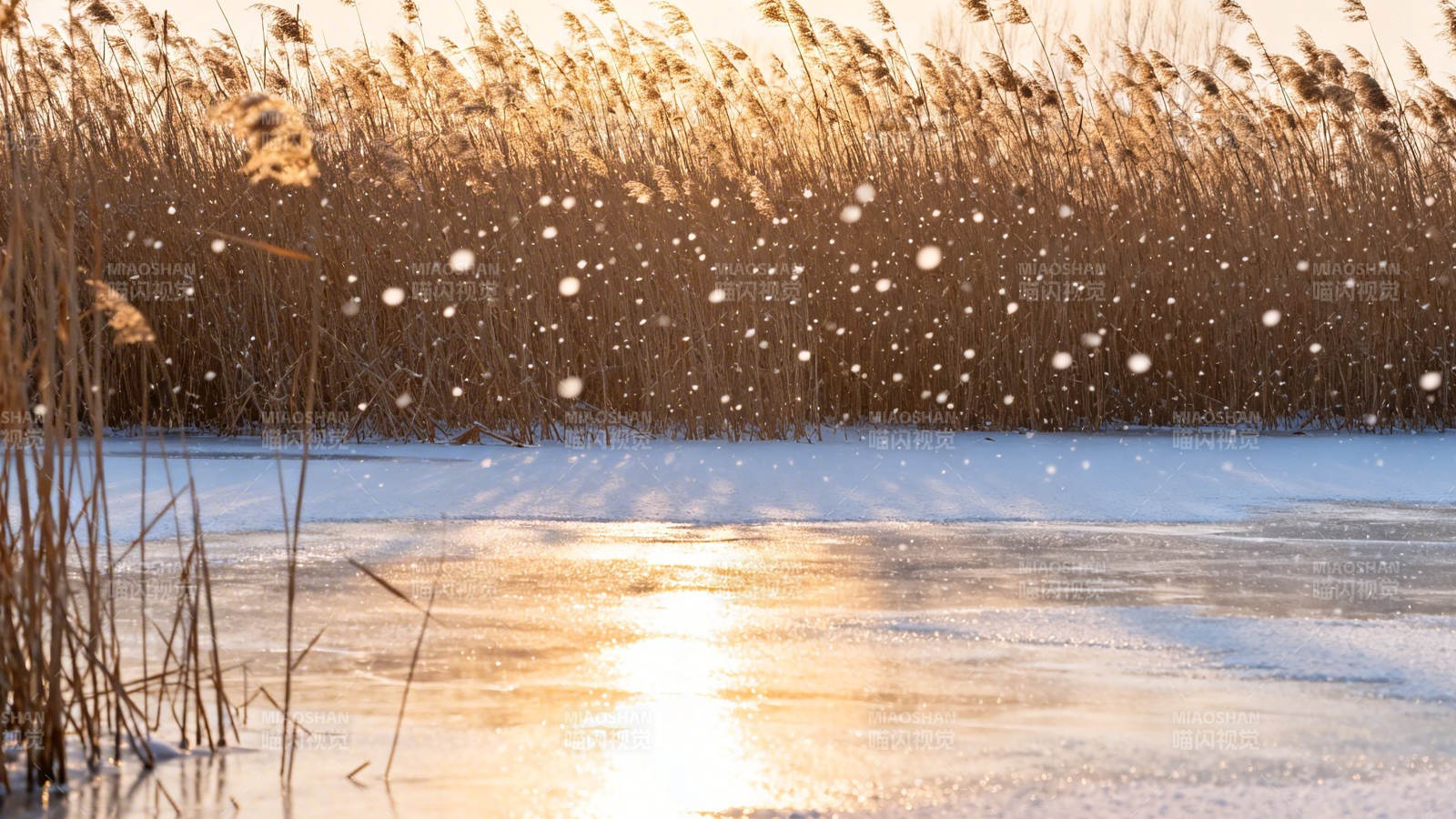 雪落冰湖 芦苇映夕照图片