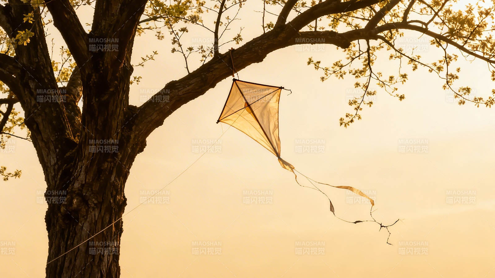 树梢风筝 夕阳温柔图片