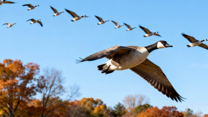 秋雁南飞 蓝天映彩林图片