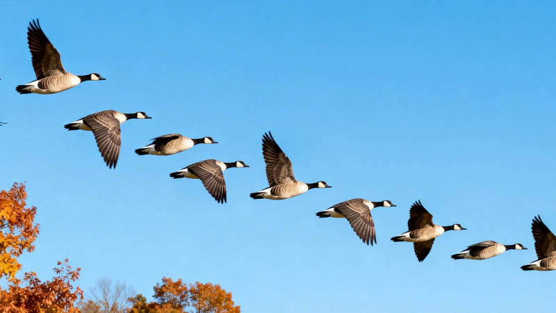 秋雁南飞 蓝天作伴图片