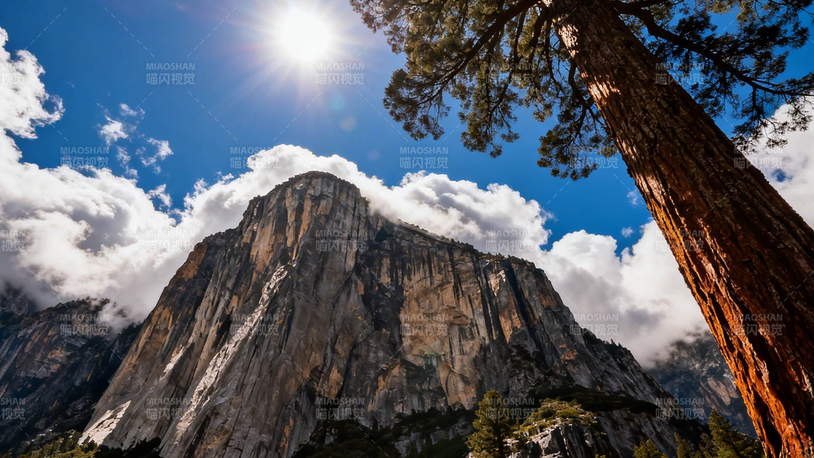 阳光下的巍峨山峰与古树图片