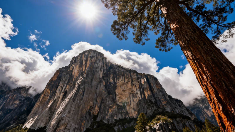 阳光下的巍峨山峰与古树图片