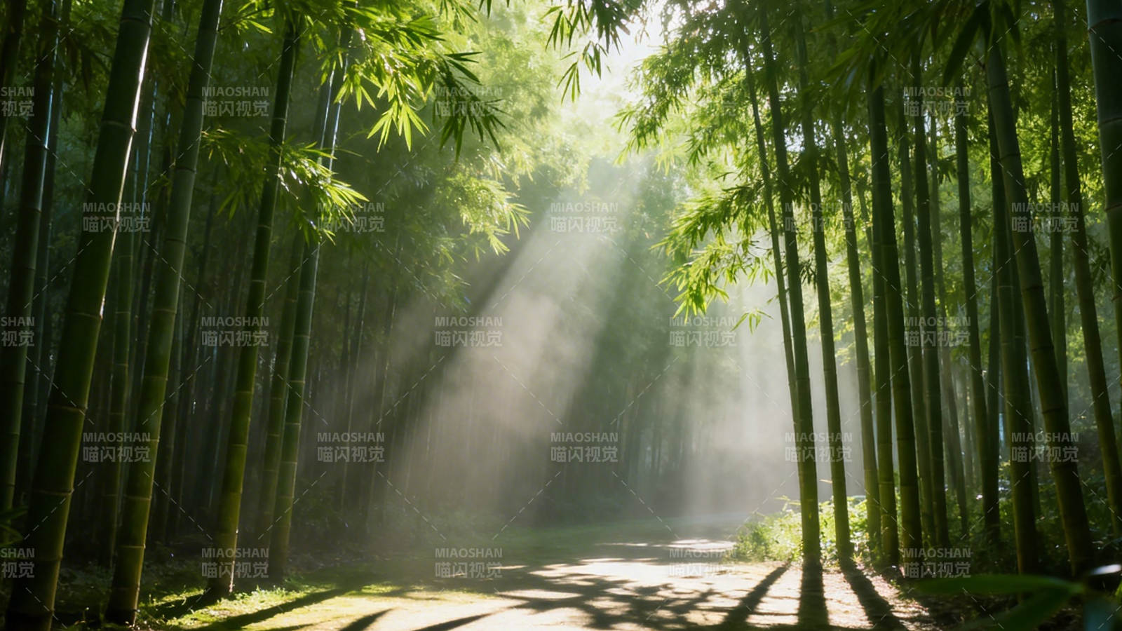 竹林晨光 静谧幽径图片