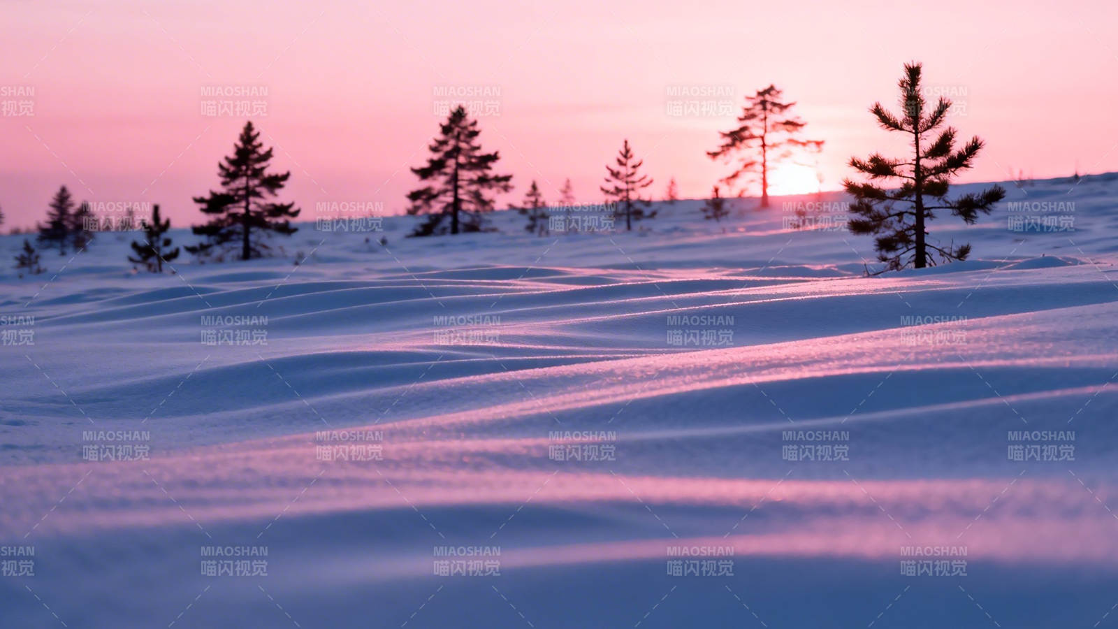 雪原日落 松影染粉霞图片