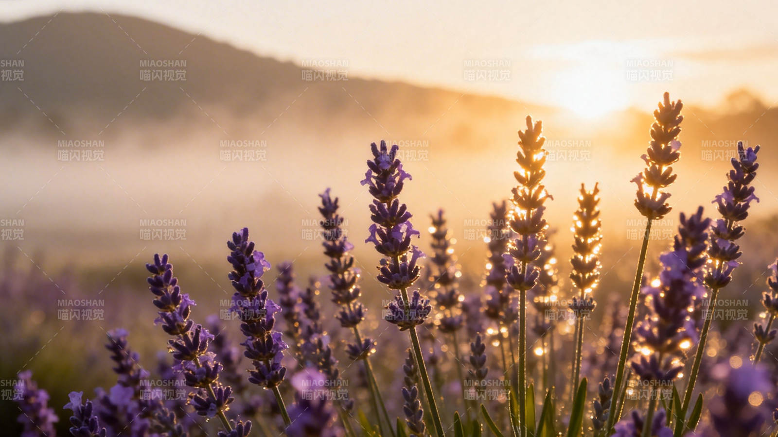 晨雾薰衣草 日出温柔光图片