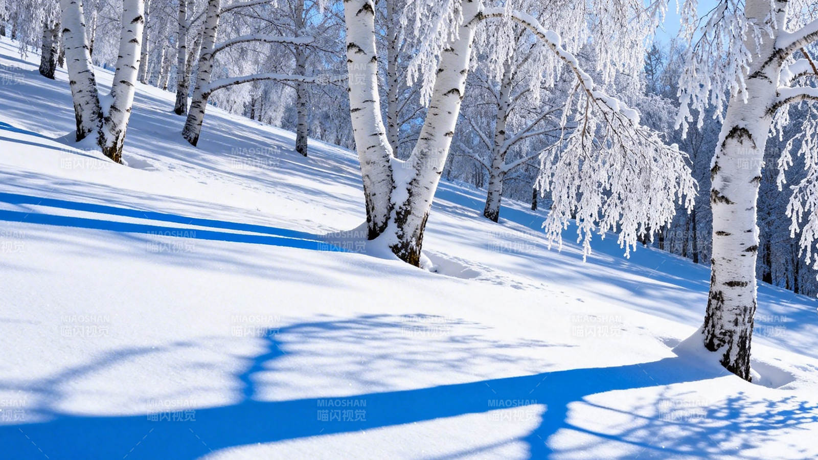 雪覆白桦林 蓝影映冬晴图片