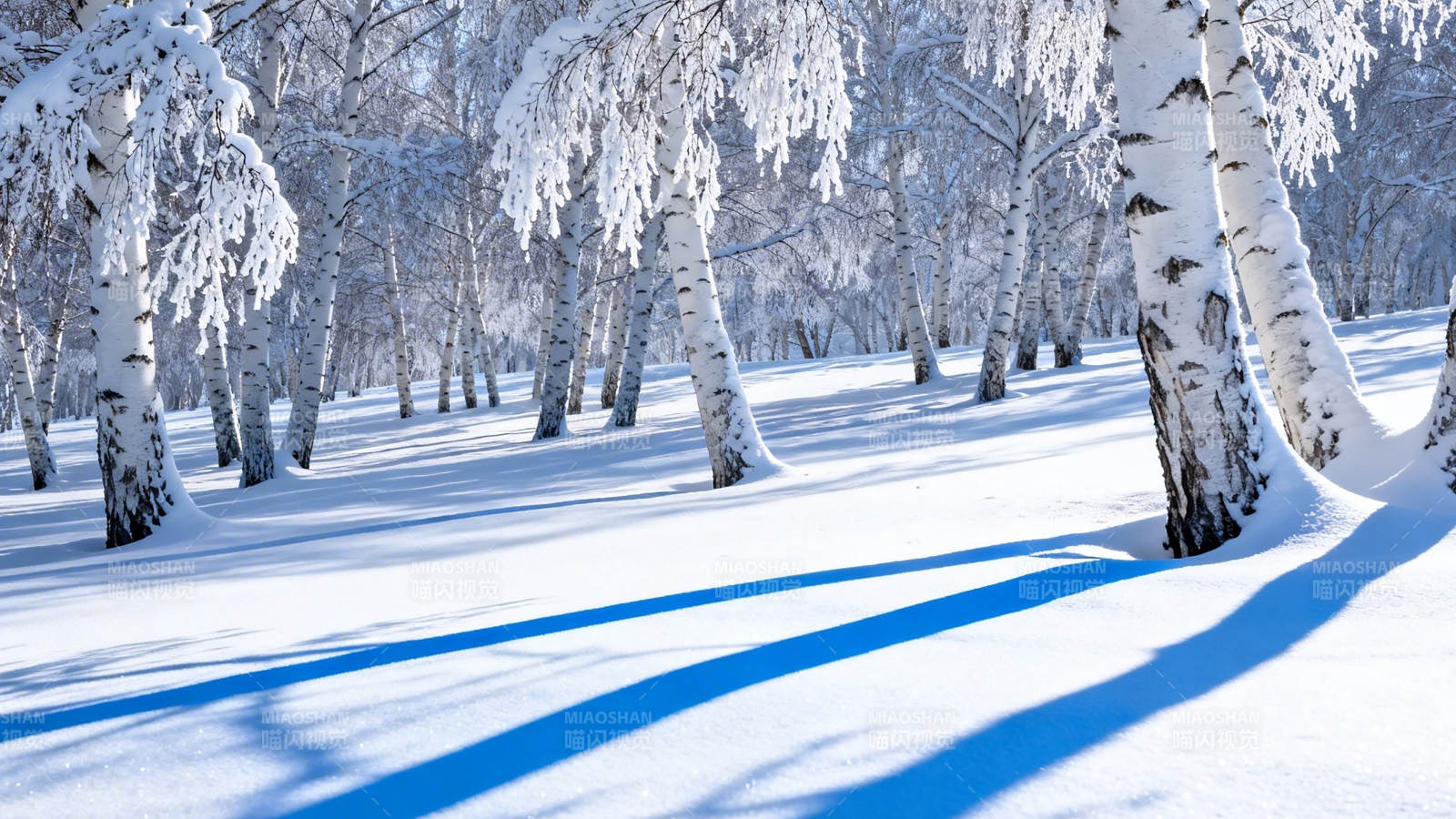 雪覆白桦林 蓝影映冬静图片