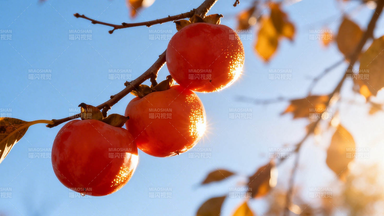 秋日柿子挂枝头图片