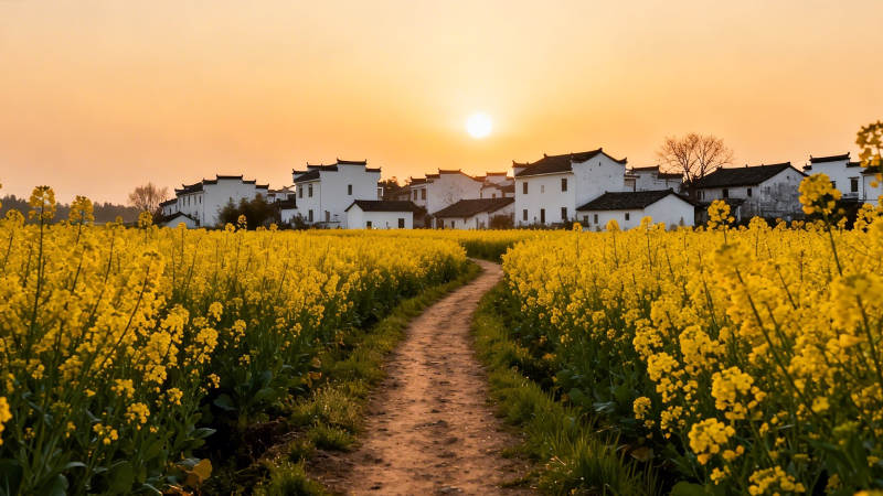 夕阳花海 白墙黛瓦村径幽图片