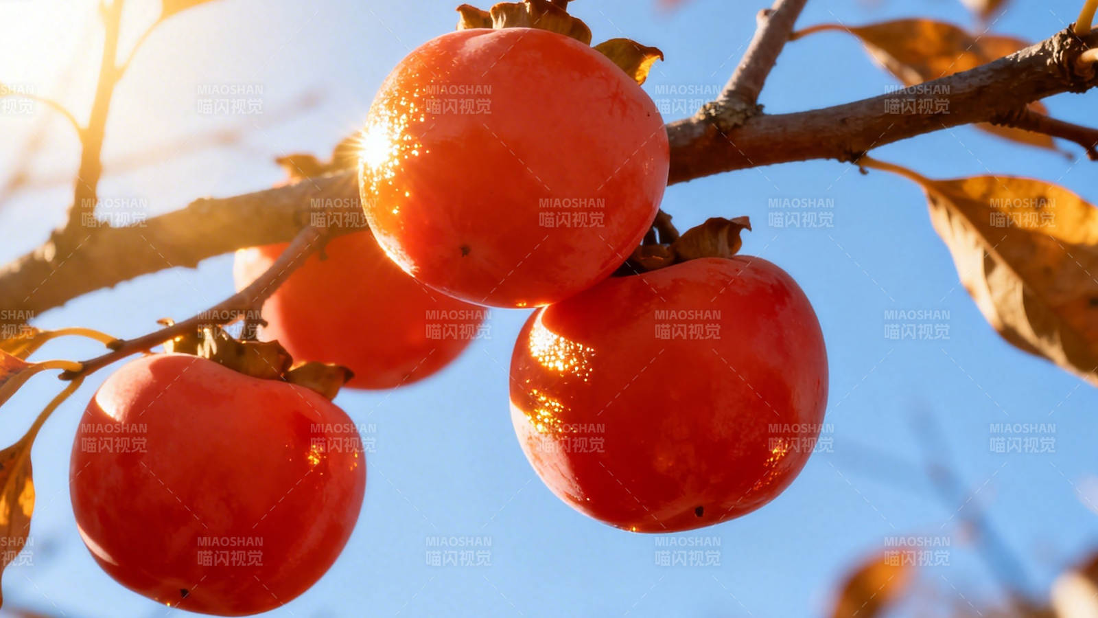 秋日红柿挂枝头图片