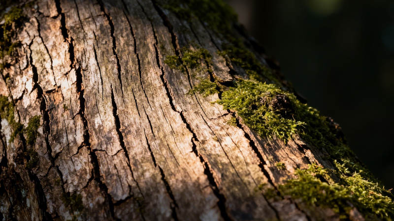 苔痕斑驳老树皮图片