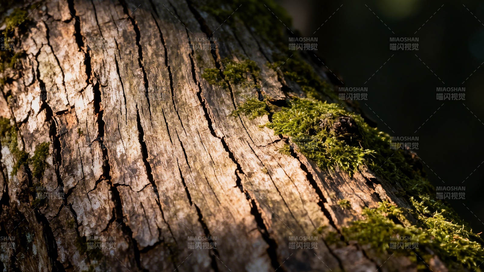 苔痕斑驳老树皮图片