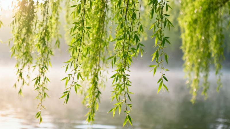 柳枝垂水 晨光朦胧美图片