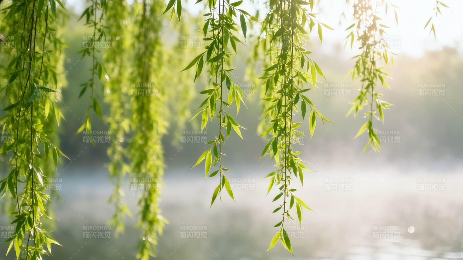 柳枝垂水 晨雾轻拂图片